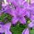 Campanula Addenda 'Blue Star'