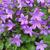 Campanula Addenda 'Blue Star'