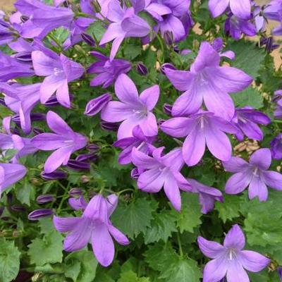 Campanula Addenda 'Blue Star' - 