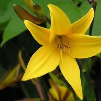 Hemerocallis 'Gold Dust'