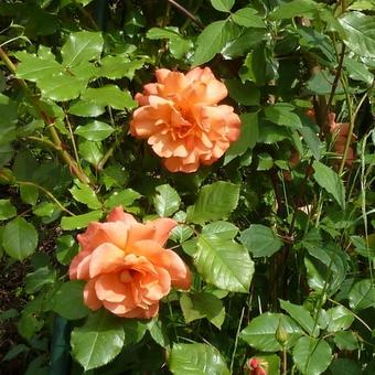 Rosa 'Westerland'