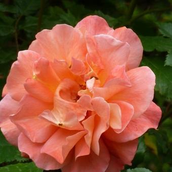 Rosa 'Westerland'