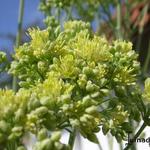 Thalictrum flavum - Gelbe Wiesenraute