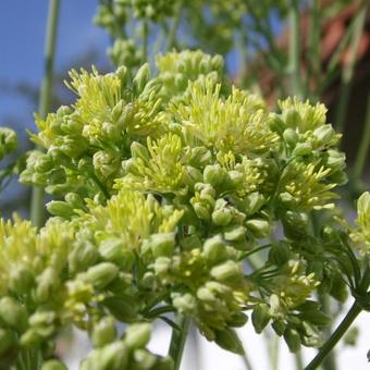 Thalictrum flavum