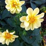 Dahlia 'Sanne' - 