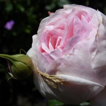 Rosa 'Heritage'