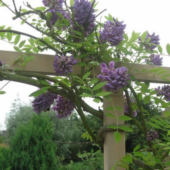 Wisteria frutescens 'Amethyst Falls'