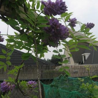 Wisteria frutescens 'Amethyst Falls'