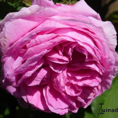 Rosa 'Cristata' - 