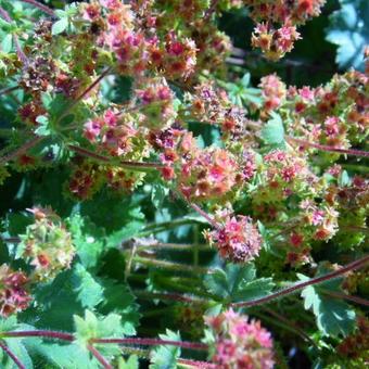 Alchemilla erythropoda