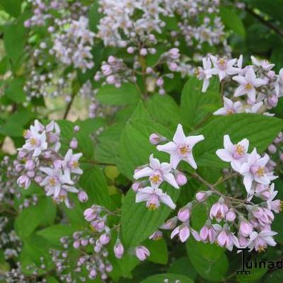 Deutzia x hybrida 'Mont Rose' - 