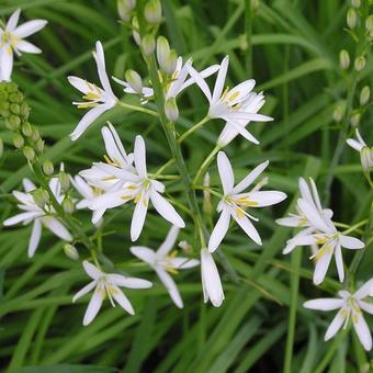 Anthericum ramosum