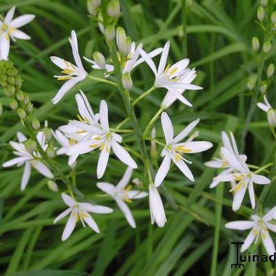 Anthericum ramosum - Rispige Graslilie