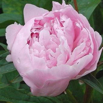 Paeonia lactiflora