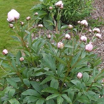 Paeonia lactiflora