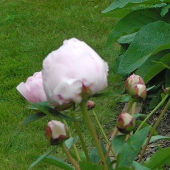 Paeonia lactiflora