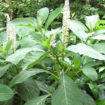 Phytolacca americana