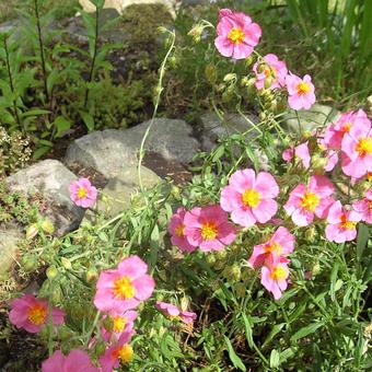 Helianthemum 'Lawrenson's Pink'