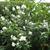 Philadelphus