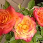 Rosa 'Rumba' - 