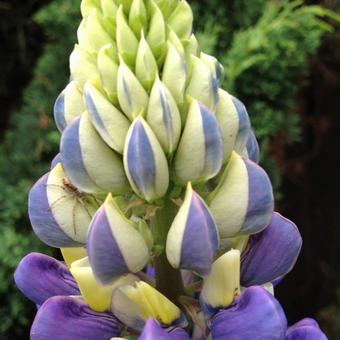 Lupinus