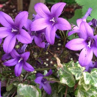 Campanula Addenda 'Blue Star'