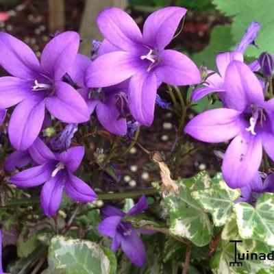 Campanula Addenda 'Blue Star' - 