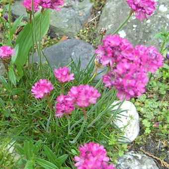 Armeria maritima 'Splendens'