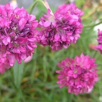 Armeria maritima 'Splendens'