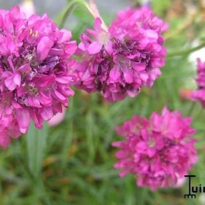 Armeria maritima 'Splendens'