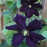 Clematis viticella 'Romantika' - 