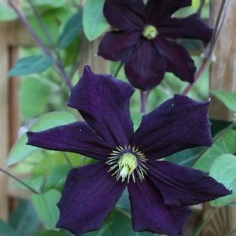 Clematis viticella 'Romantika'