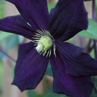 Clematis viticella 'Romantika'