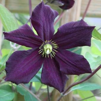 Clematis viticella 'Romantika'