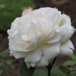 Rosa 'Winchester Cathedral' - 