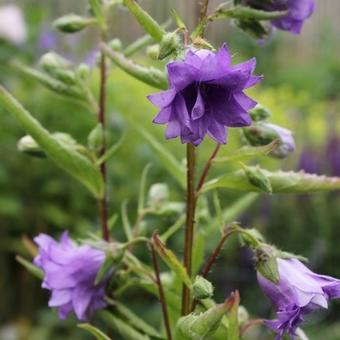 Campanula trachelium 'Bernice'