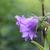 Campanula trachelium 'Bernice'