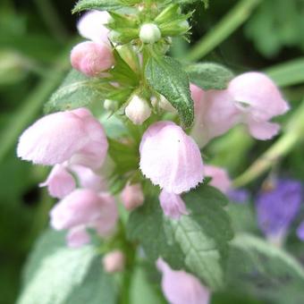 Lamium maculatum