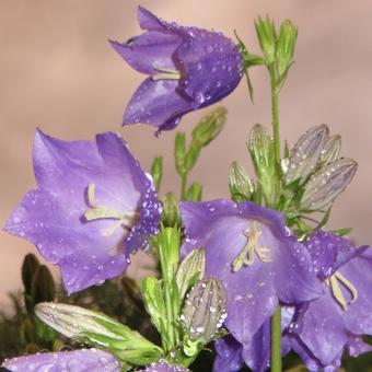 Campanula