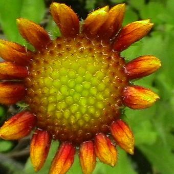 Gaillardia aristata 'Kobold'