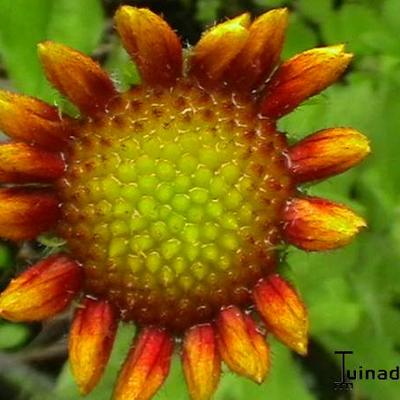 Gaillardia aristata 'Kobold' - Gaillardia aristata 'Kobold'