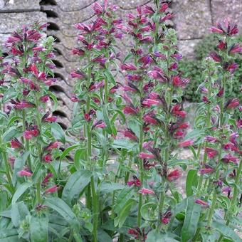 Echium amoenum