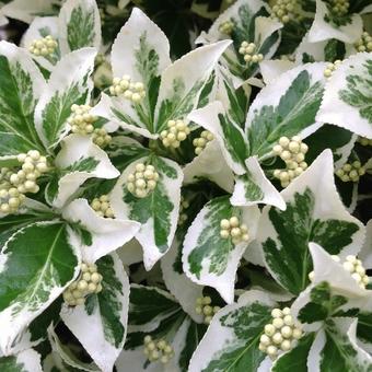 Euonymus fortunei 'Emerald Gaiety'