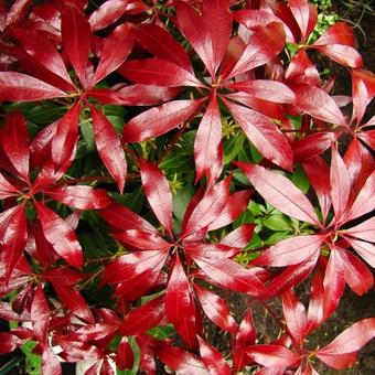 Pieris japonica 'Katsura'