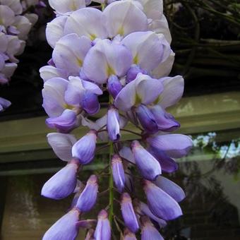 Wisteria