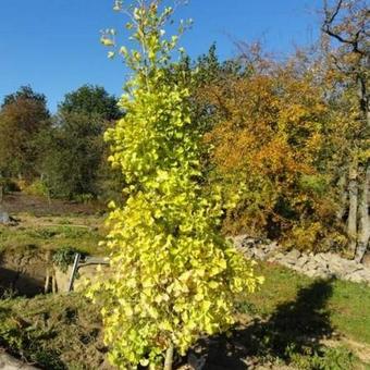 Ginkgo biloba  'Fastigiata'