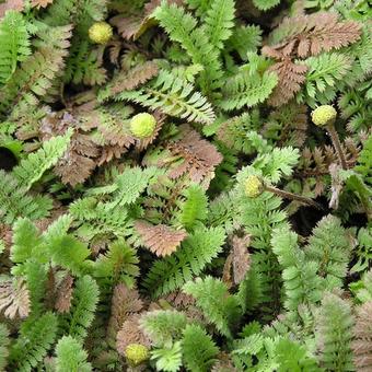 Leptinella potentillina