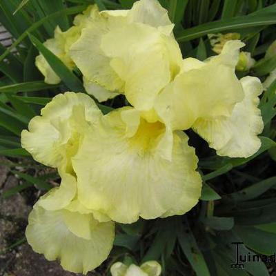 Iris 'Maui Moonlight' - 