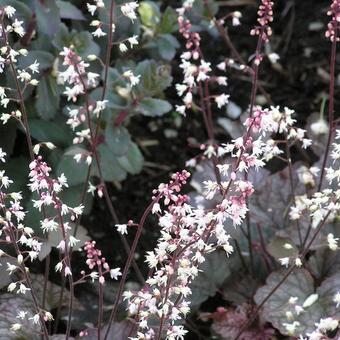 X Heucherella 'Quicksilver'