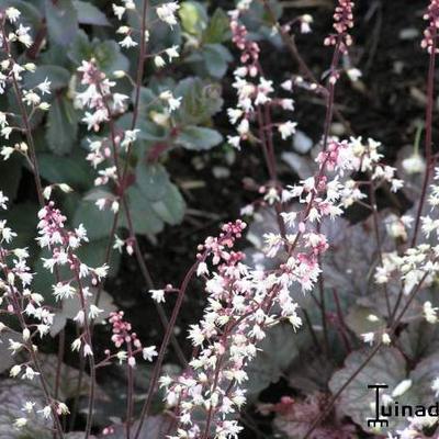 x Heucherella 'Quicksilver' - 